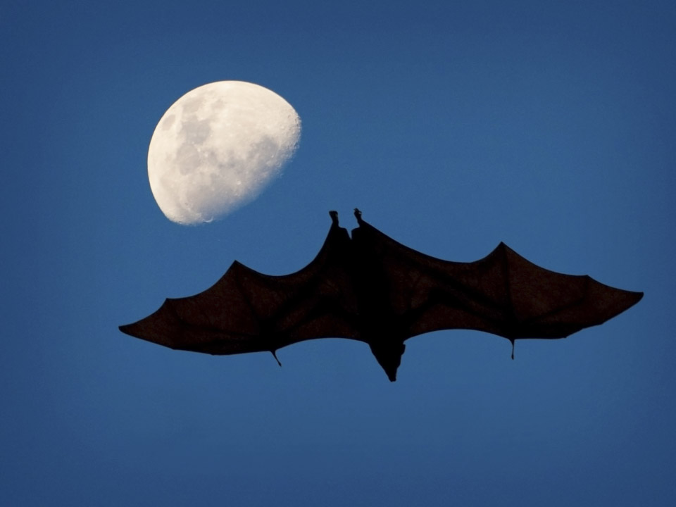 A bat in the kitchen cabinet?